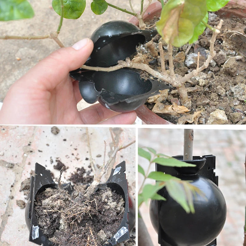 1 boîte de culture pour bouturage de plantes, contenant en plastique pour fleurs, idéale pour le jardin.